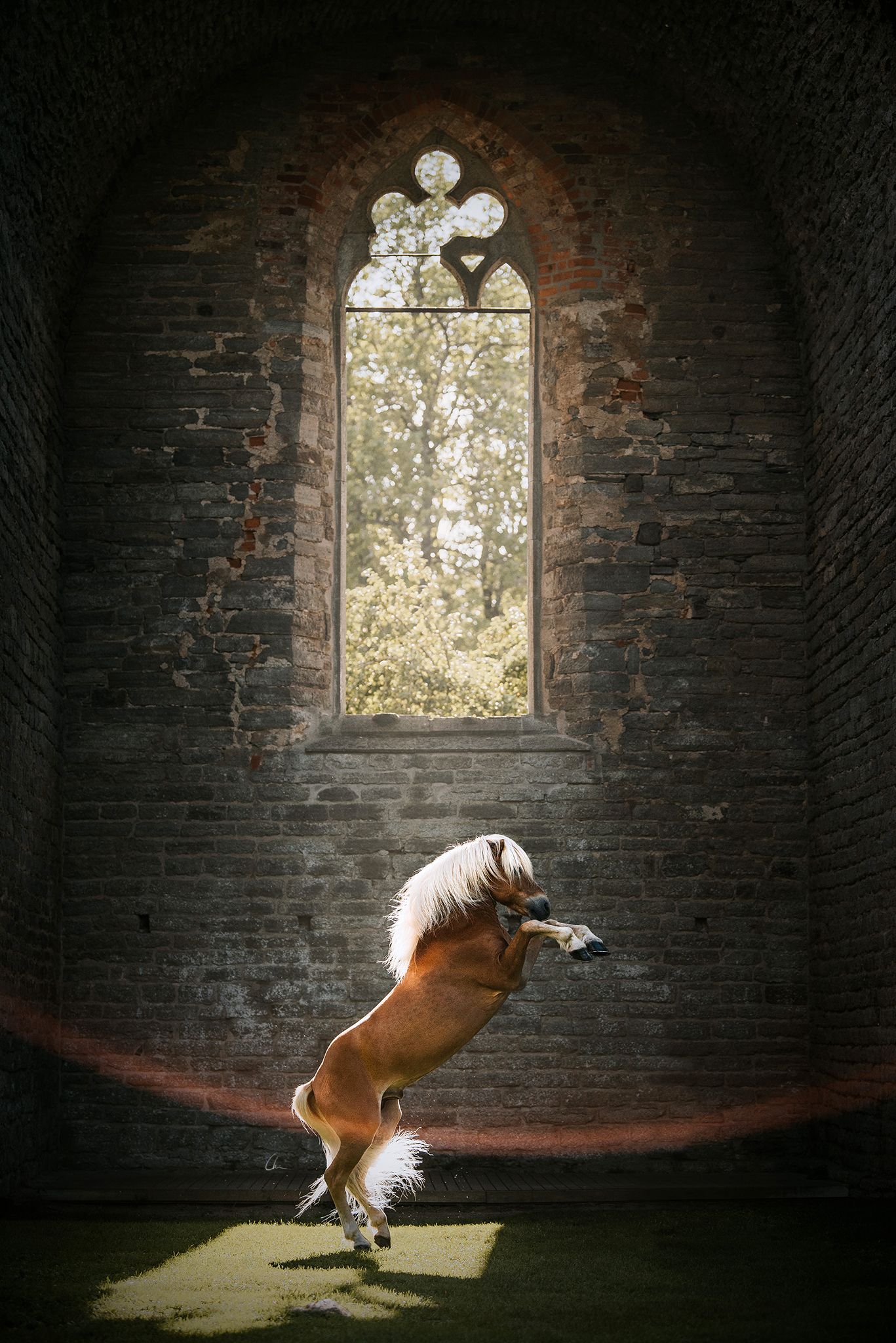 Alvastra kloster klosterruin Ödeshög Sverige hästfotograf