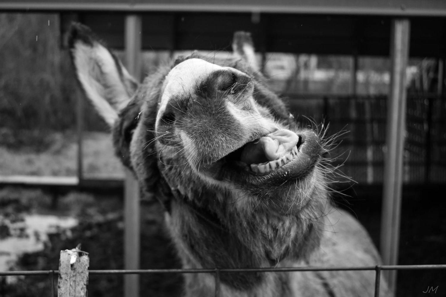 A donkey shows its teeth in a playful grin through a fence.