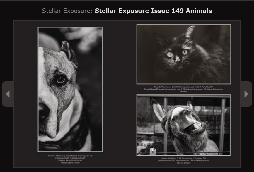Three artistic black and white dog portraits with dramatic lighting and composition in a magazine layout spread.
