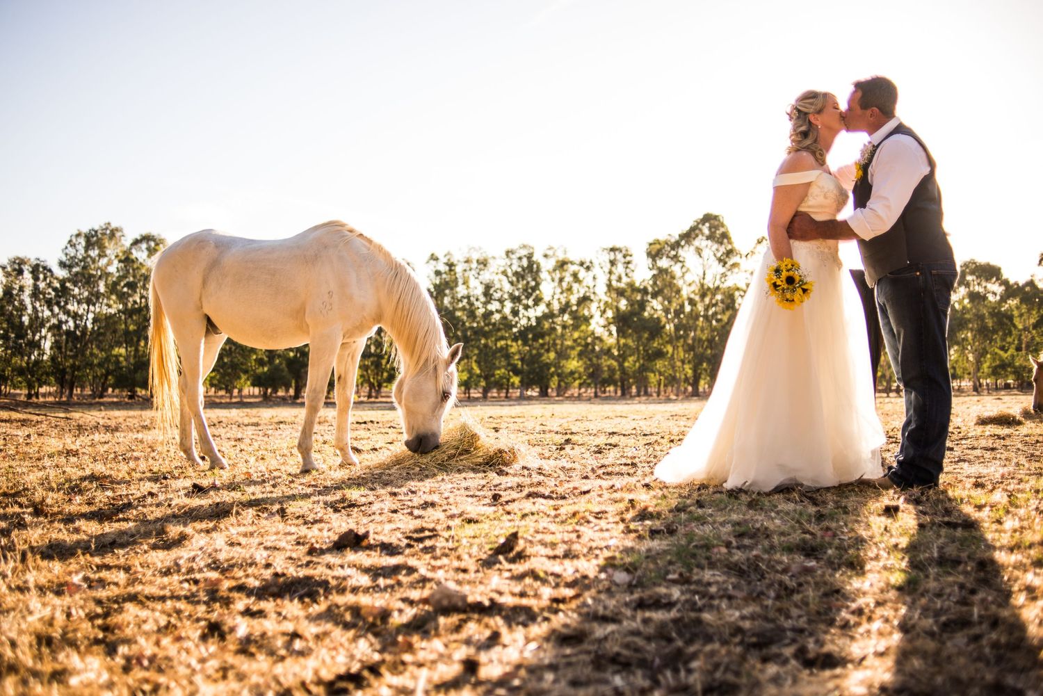 A couple in wedding attire poses in a field at sunset with a white horse grazing nearby.
