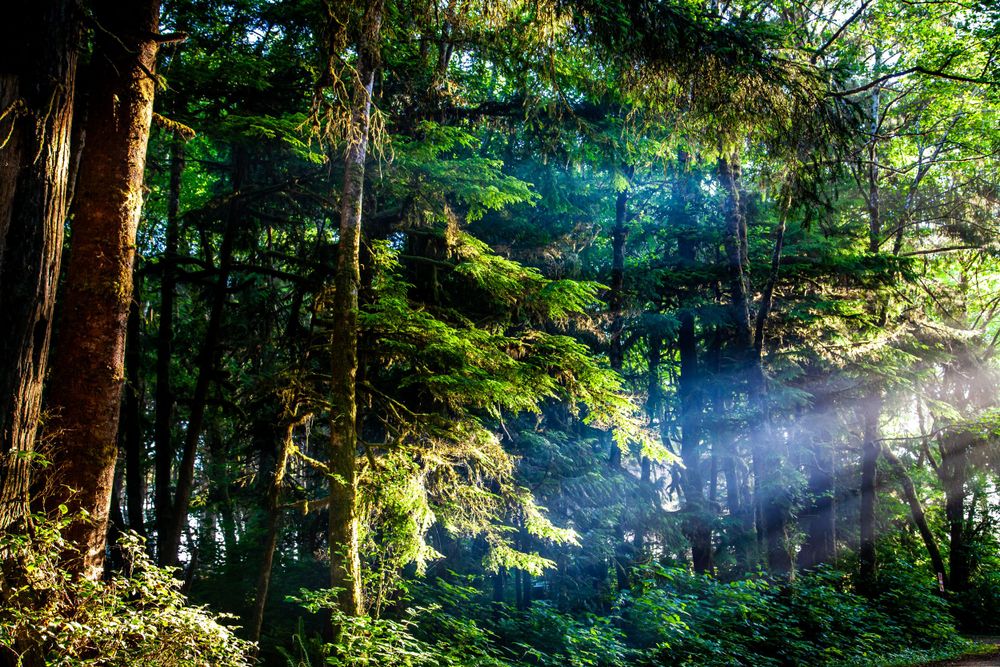 Sunbeams pierce through a lush green forest canopy creating magical light rays in the mist.
