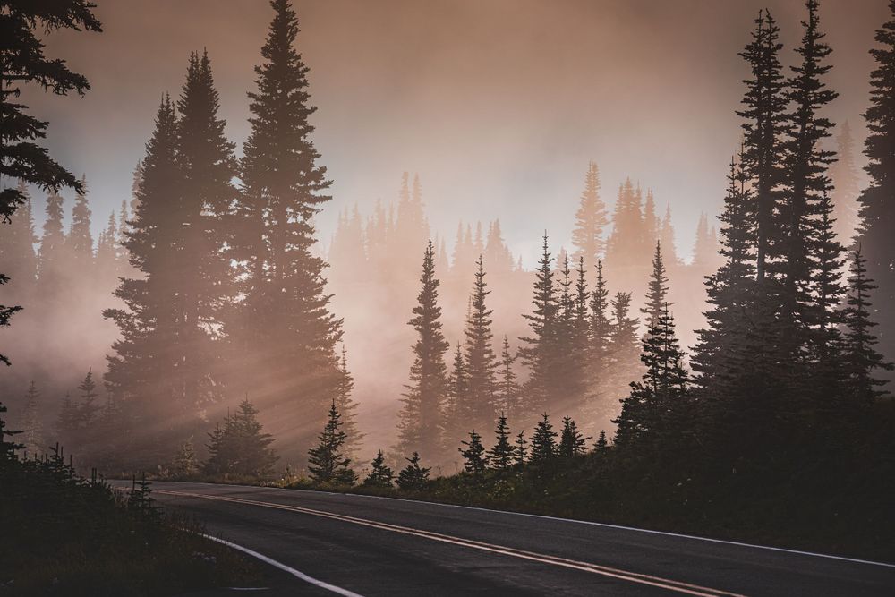 Misty forest road at sunset with silhouetted pine trees creating moody atmosphere.