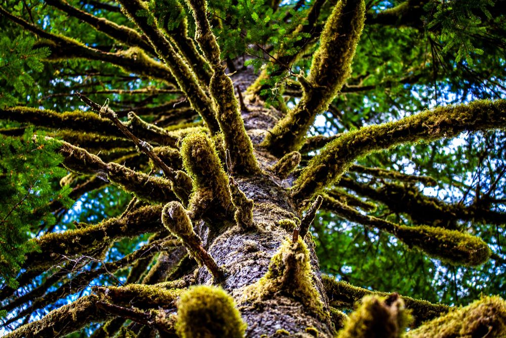 Ancient moss-covered tree branches spread outward in a verdant Pacific Northwest forest.