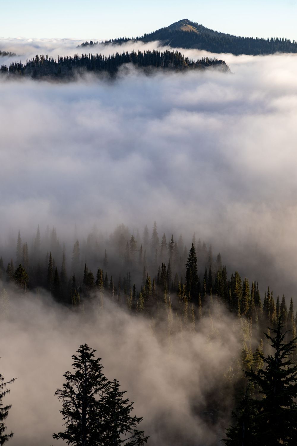 Thick morning fog flows through evergreen forests and mountain valleys creating a mystical atmosphere.