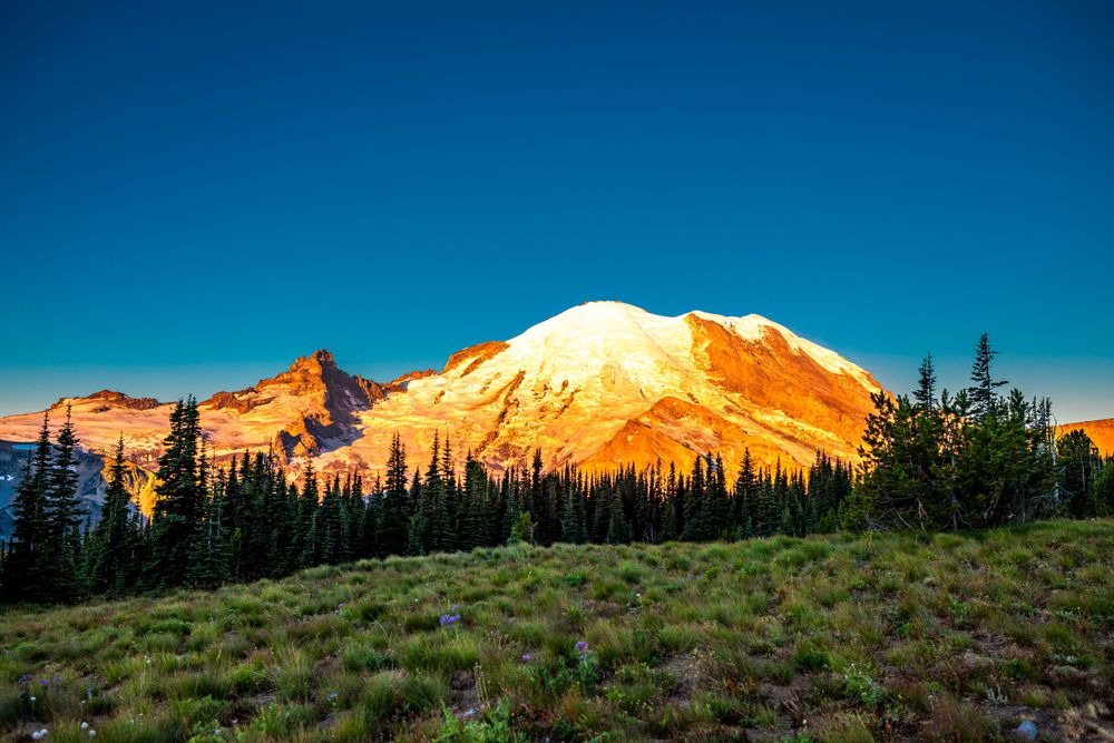 Mount Rainier summit glowing golden at sunset with evergreen forest in foreground.