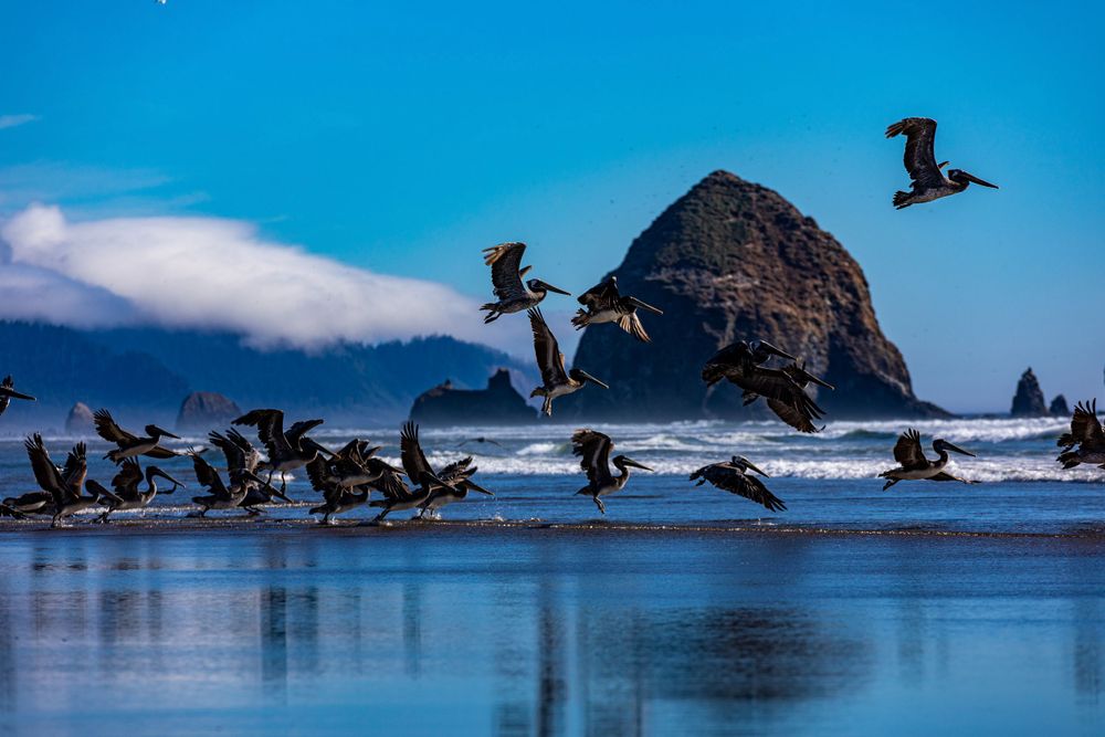 Silhouettes of pelicans flying over beach with Haystack Rock formation at Cannon Beach, Oregon.