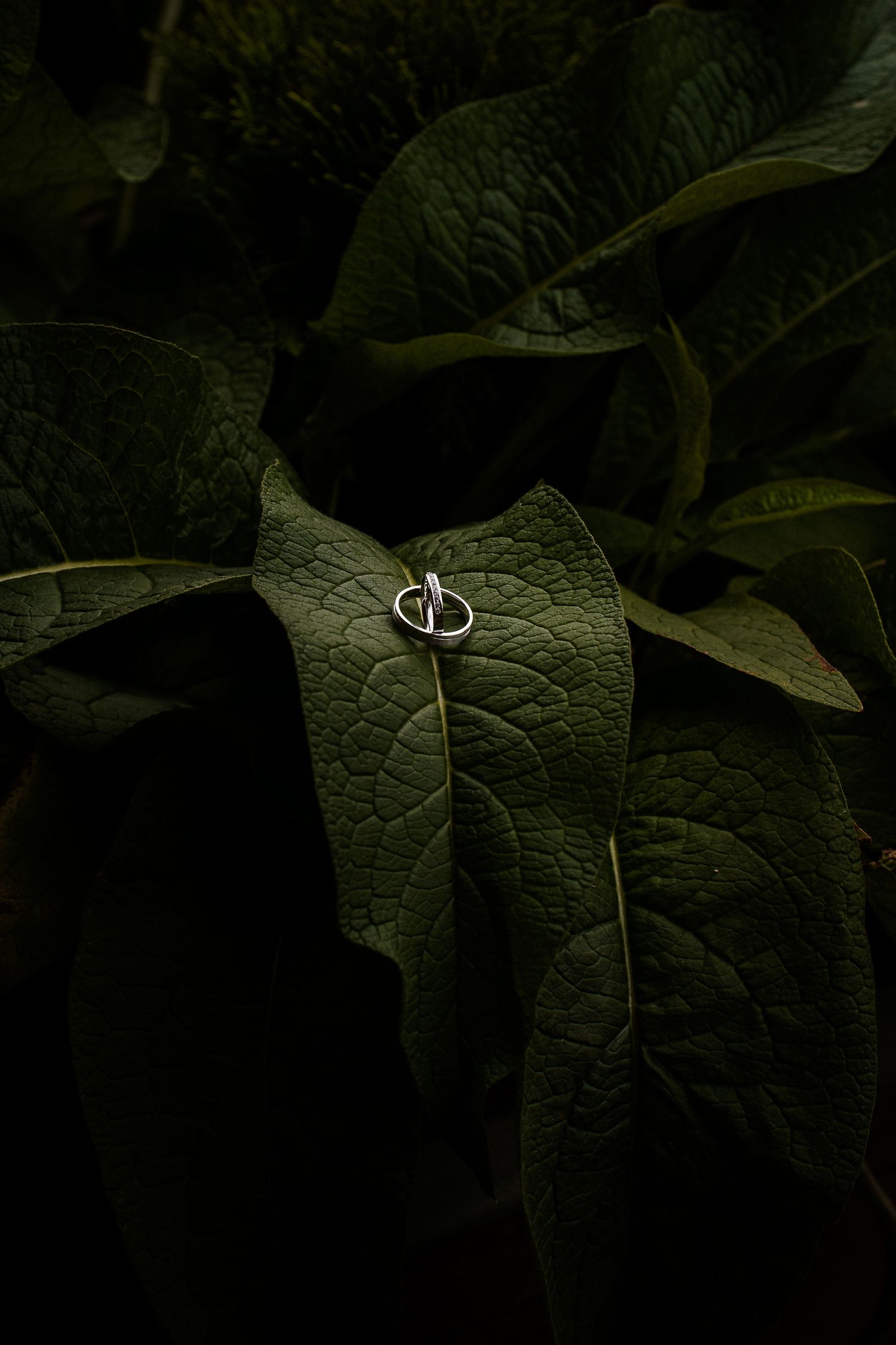 Wedding rings artistically photographed on green leaves in dark lighting.