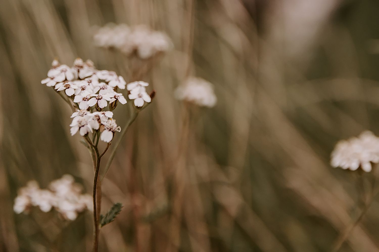 Nærbillede af små hvide blomster med blød bokeh-effekt i sepia-toner. Fotograf Middelfart