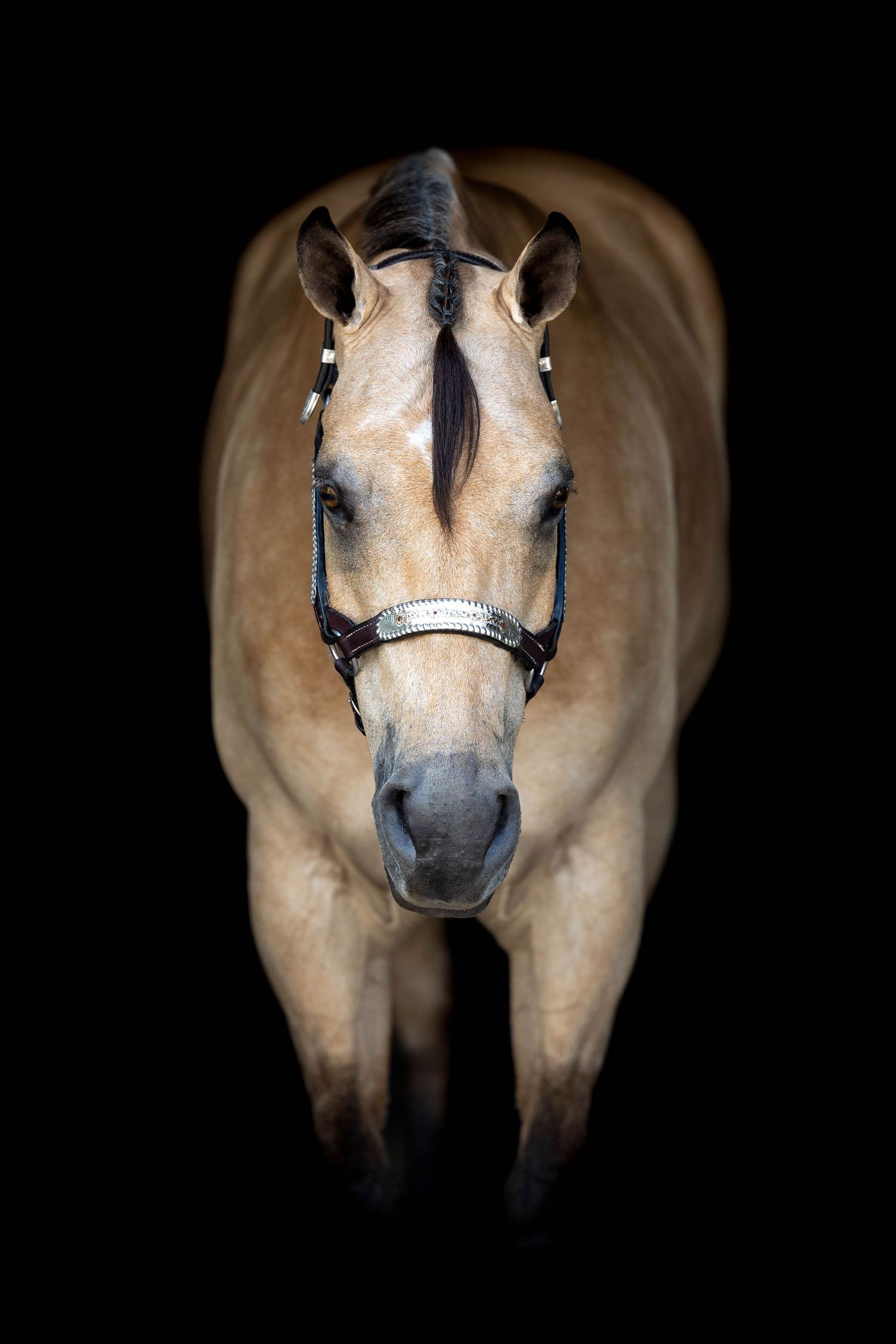 Black background image of buckskin mare straight on to camera in showmanship halter