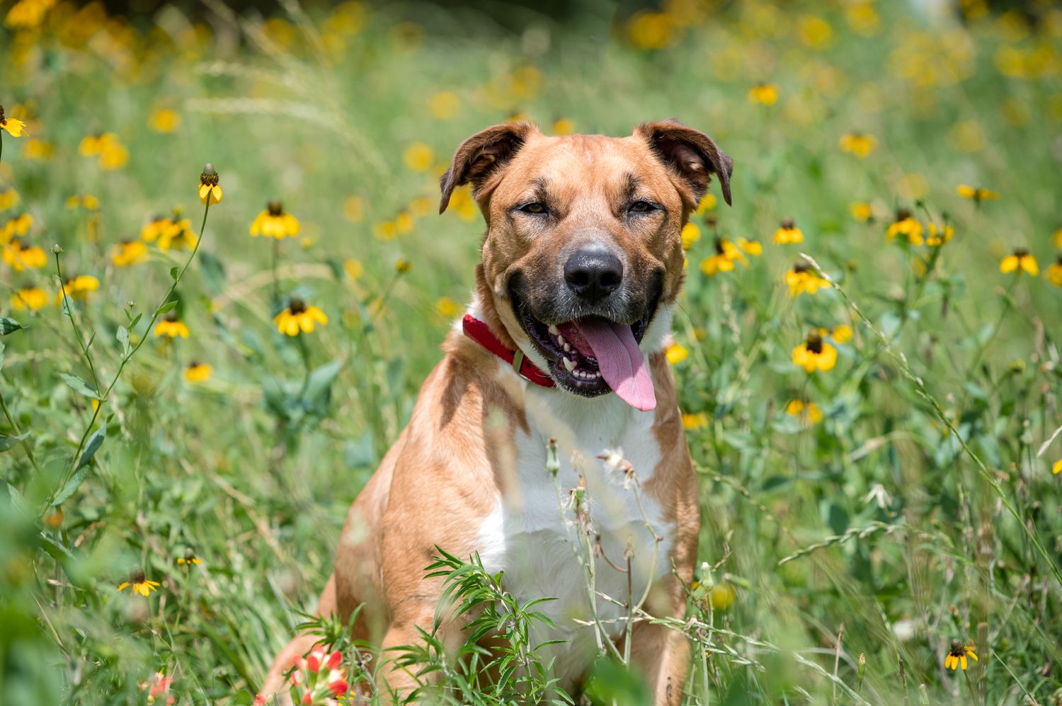 A tan and white mixed breed dog sits alertly in a field of yellow wildflowers on a sunny day.