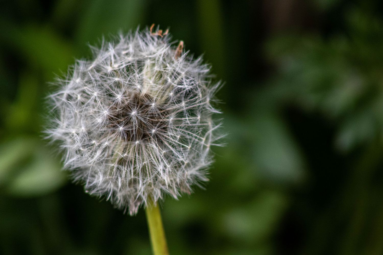 'Weeds' are Beautiful
