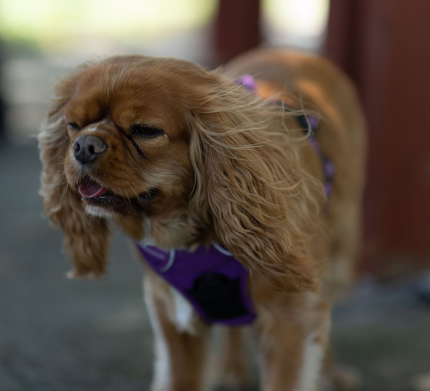 pet photography Cavalier in Mount Warren Park, QLD