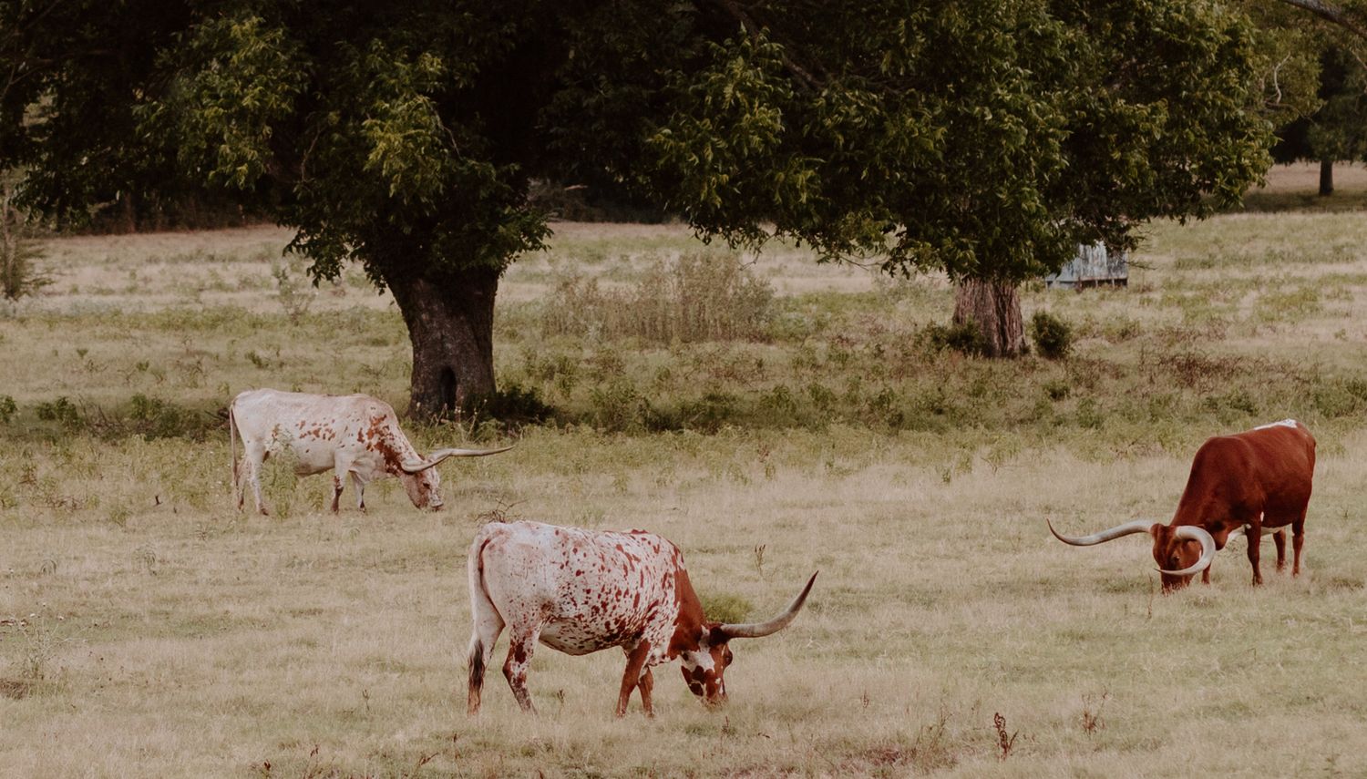 longhorns in somerville, tx