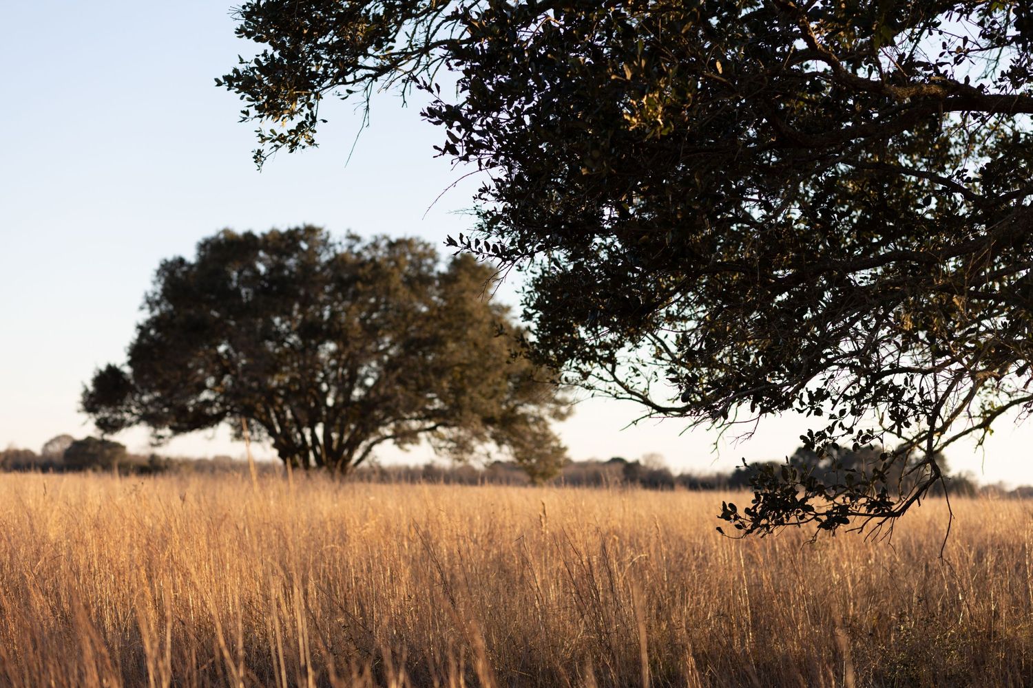 brazos bend state park photography