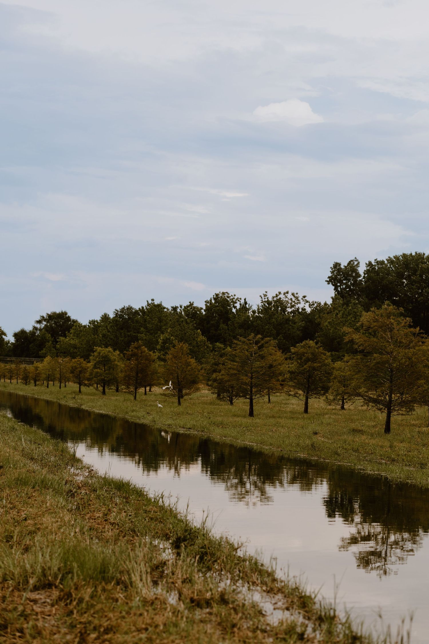 pine trees in pasadena tx