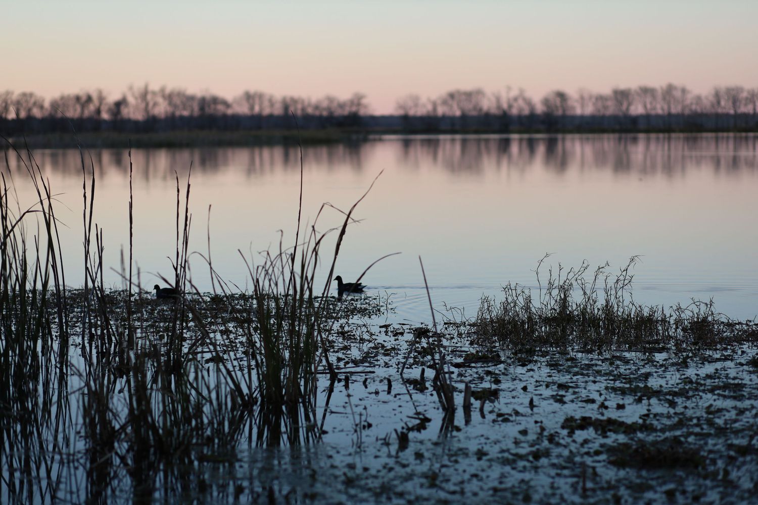 brazos bend state park photgoraphy