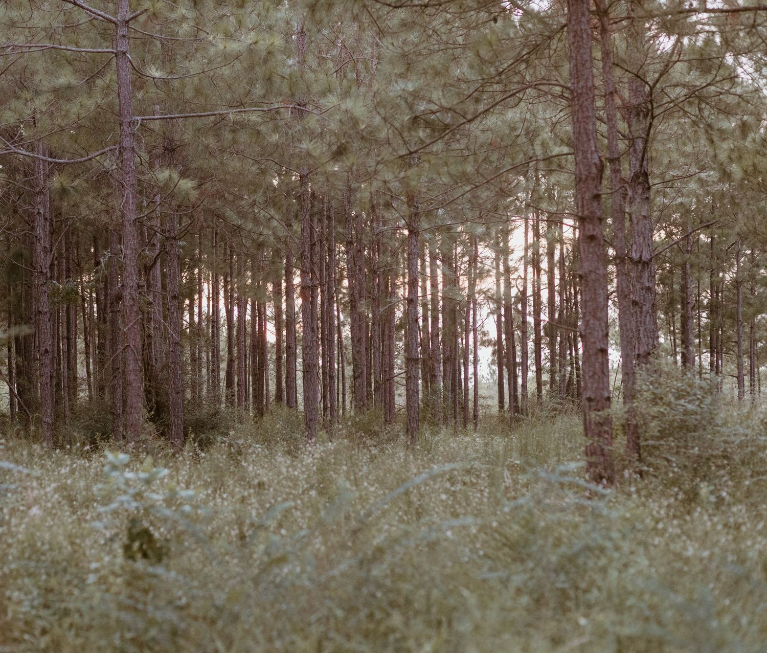 wooded landscape in pasadena tx pine tree