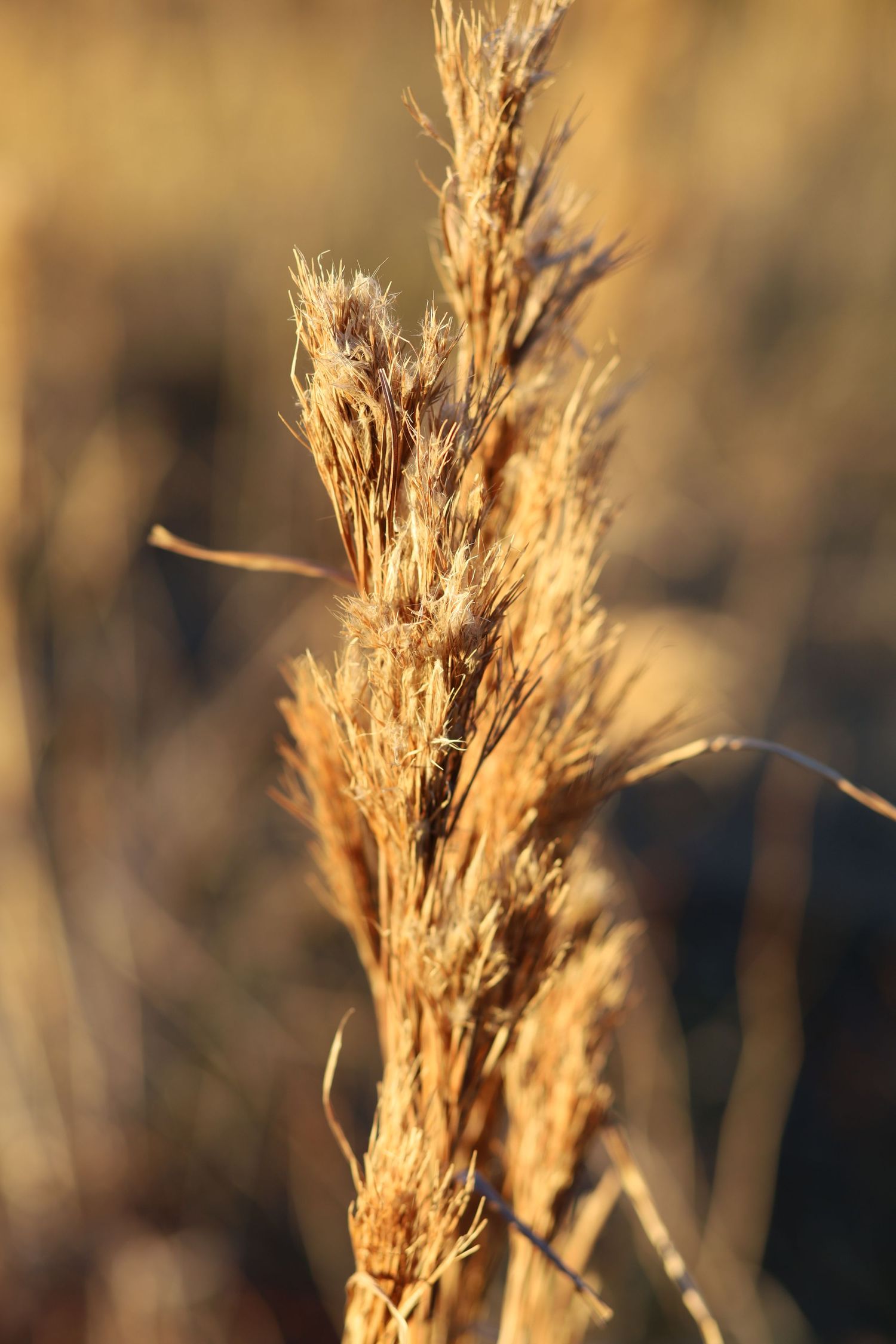 plant photography