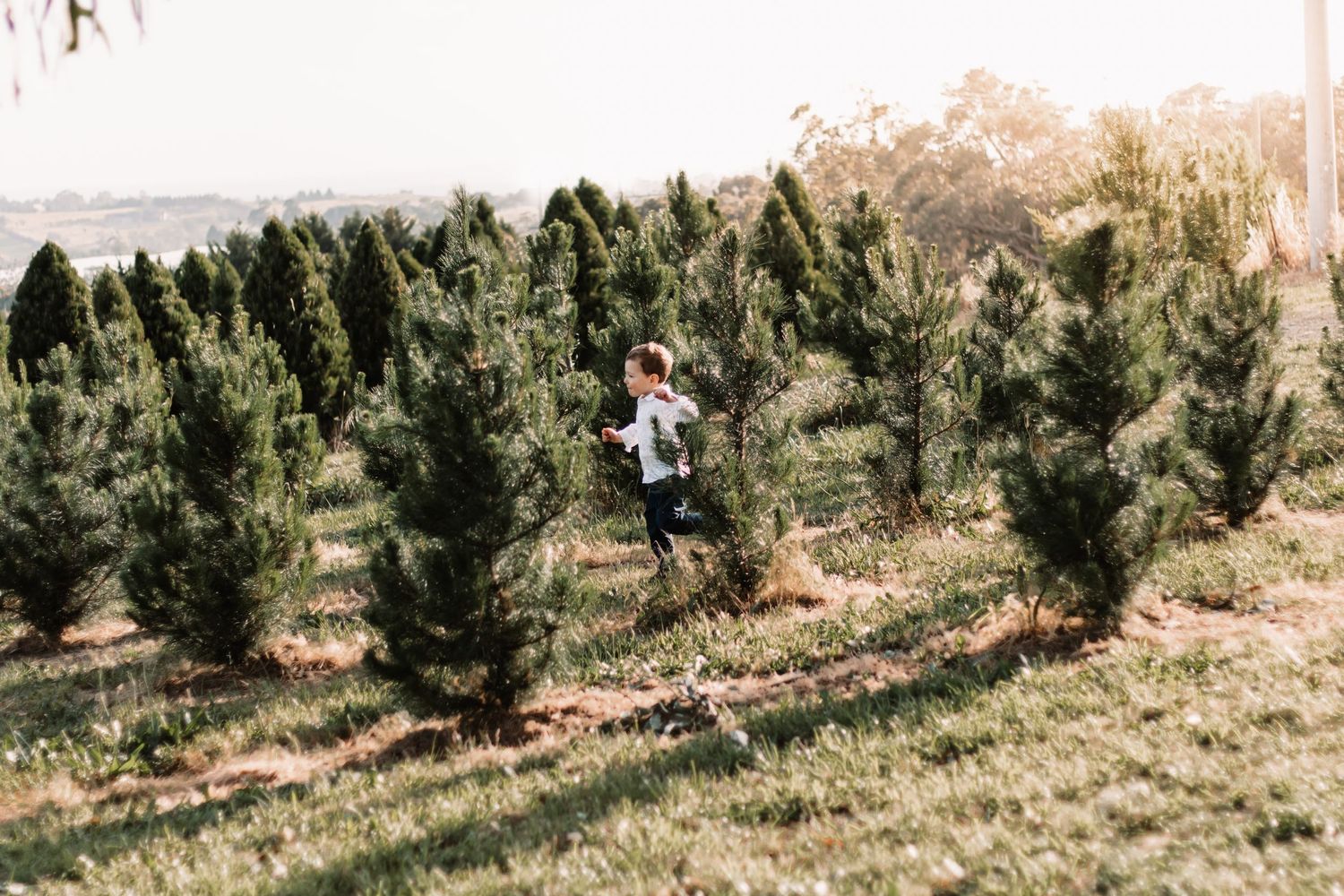a young boy running through the trees, playing at a Christmas tree farm