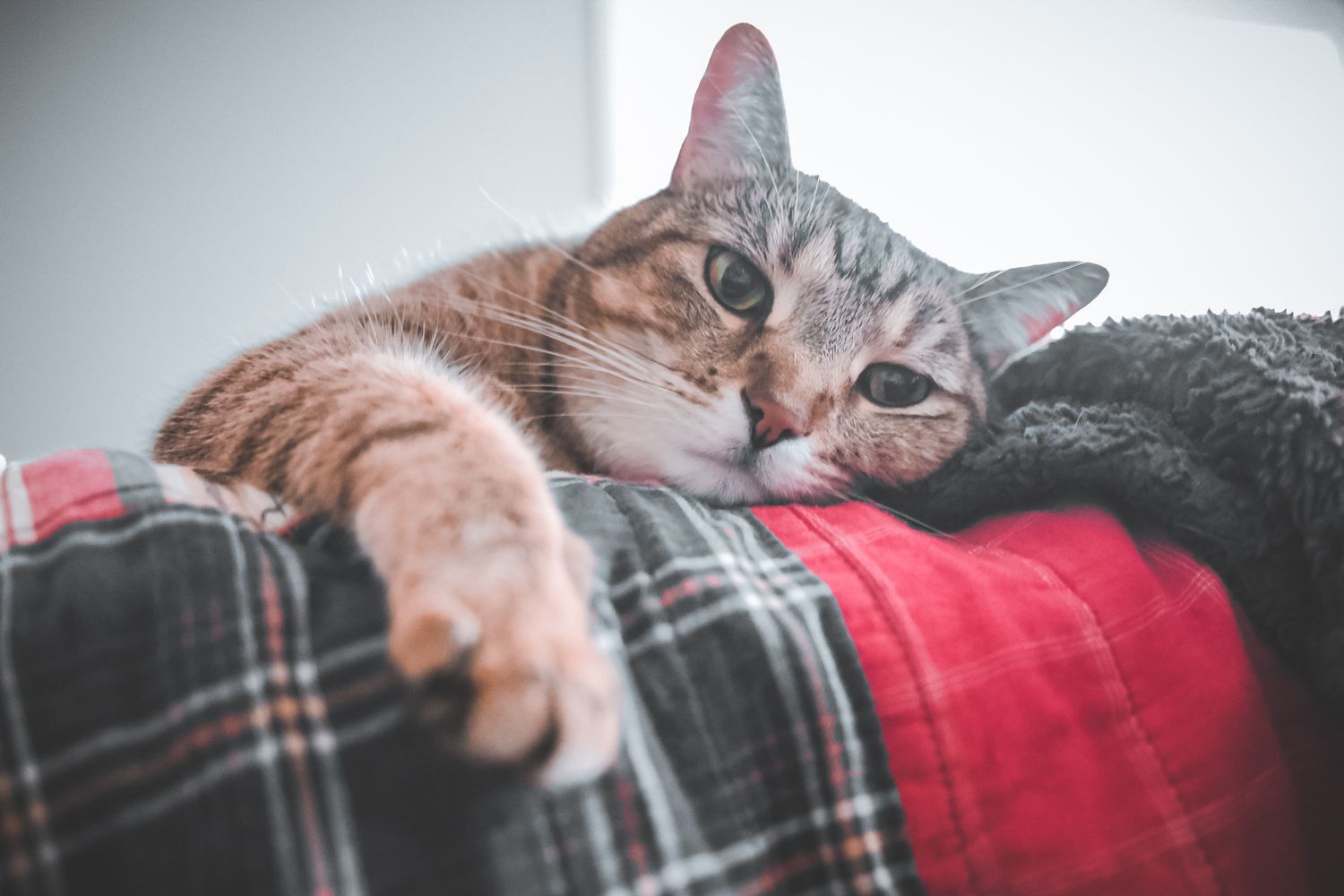 Cat laying on a bed enjoying the sun
