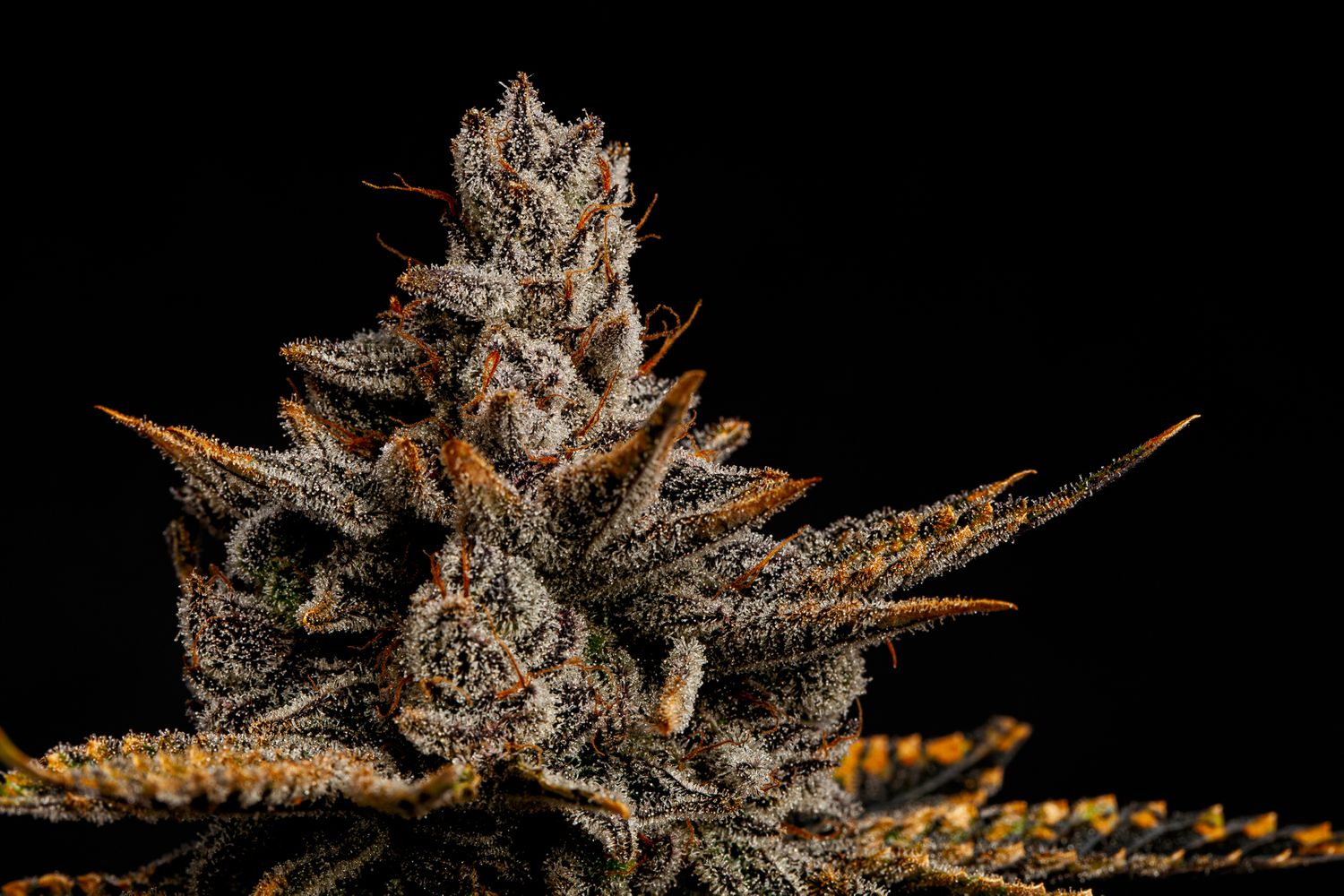 Flamingo Fine Cannabis Citrus Tsumani