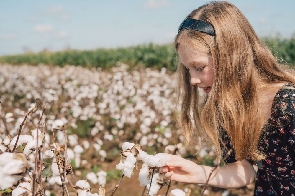 Person in dark dress examining cotton plants in a blooming cotton field.