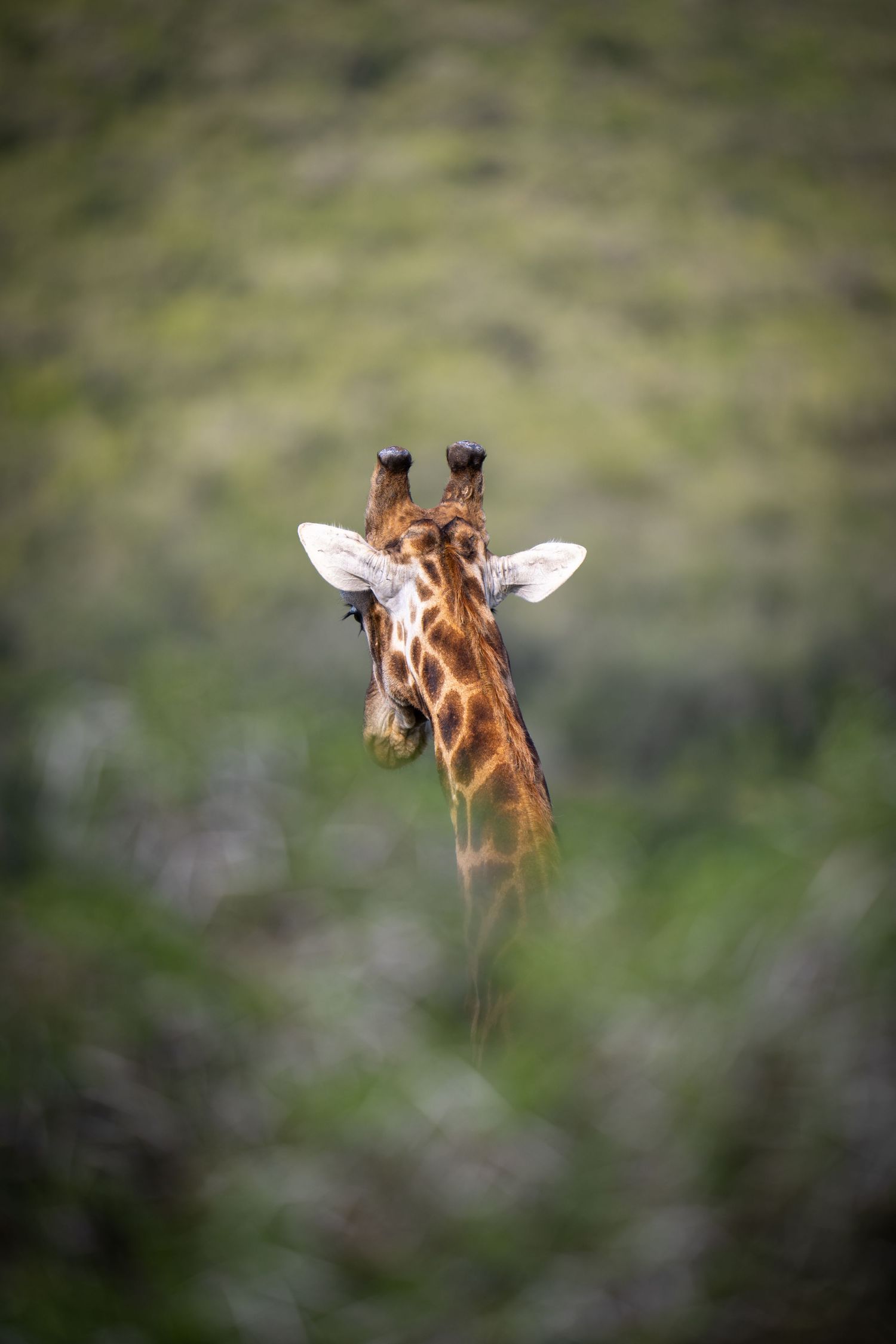 A close-up portrait of a giraffe's head and long neck against a blurred natural background.