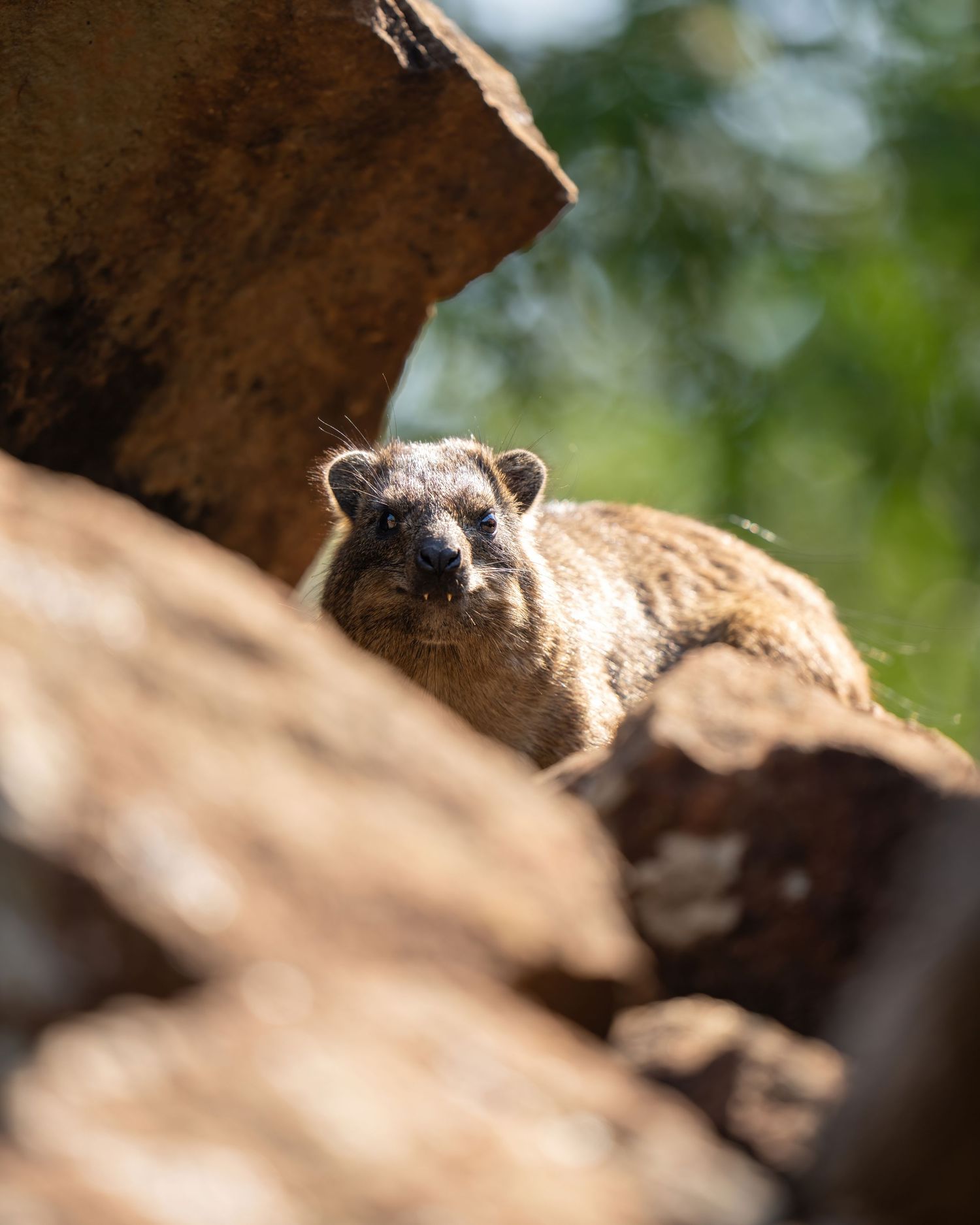 Close-up view of a rock hyrax peeking out from behind rocks in natural habitat.