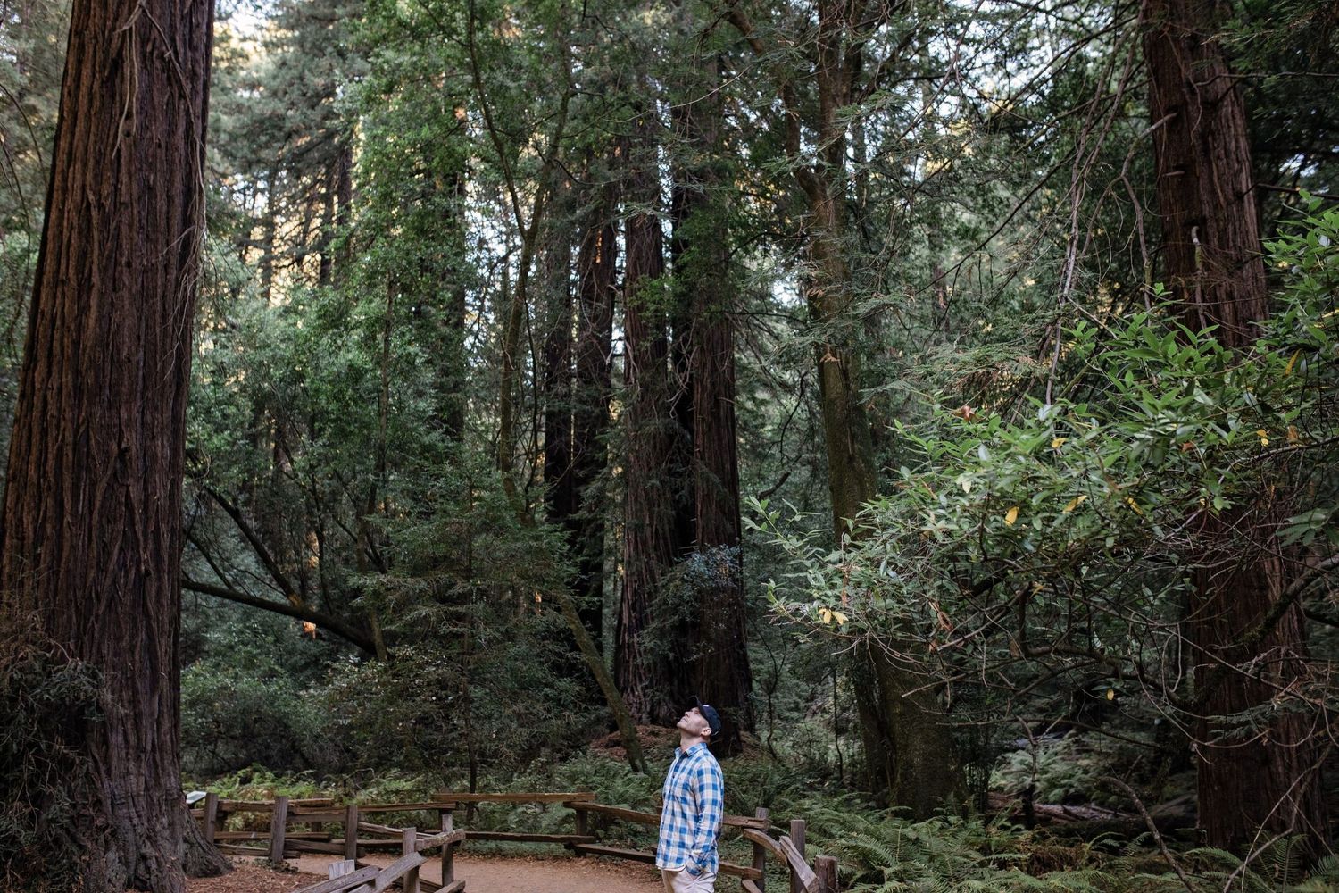Admiring the magnificent Redwoods. It hurt to just hold my head up, at this point.