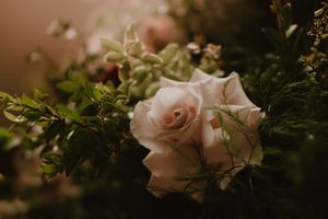 A delicate pink rose bloom with soft petals surrounded by green foliage in moody lighting in the Hudson Valley,NY.