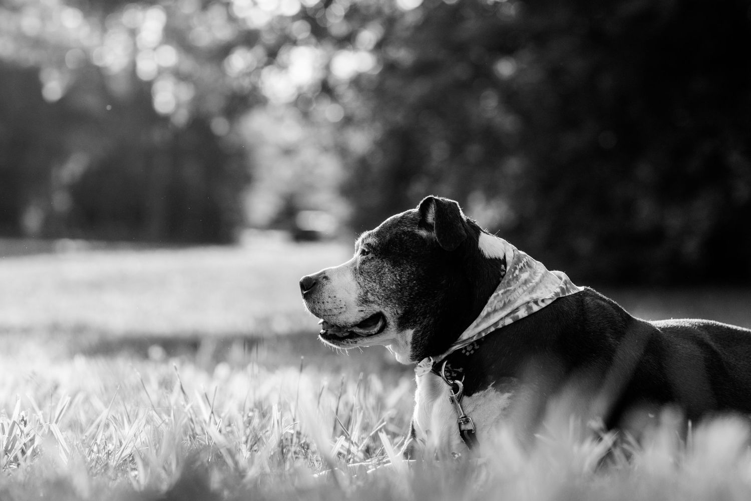 Black and white portrait of dog resting in sunlit grass field.