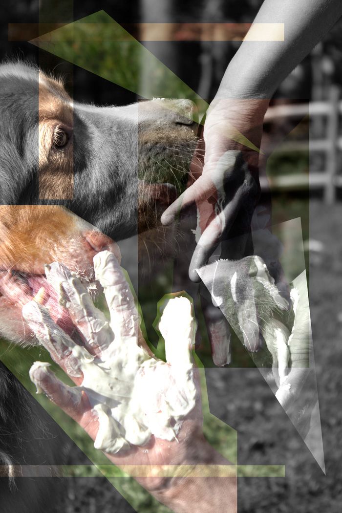 Close-up of a dog's mouth with abstract overlays and geometric shapes creating a distorted effect.