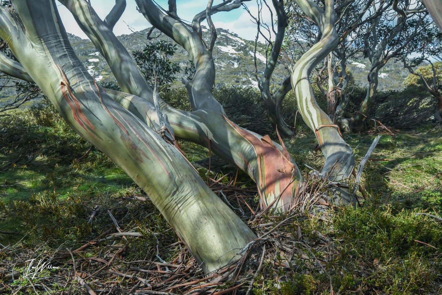 Snow gum
