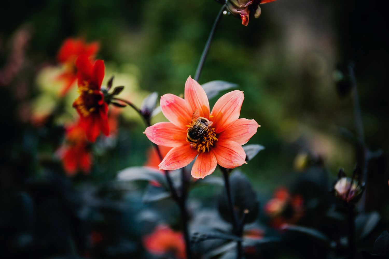 Close-up of coral-colored dahlia flower in bloom against dark blurred background.