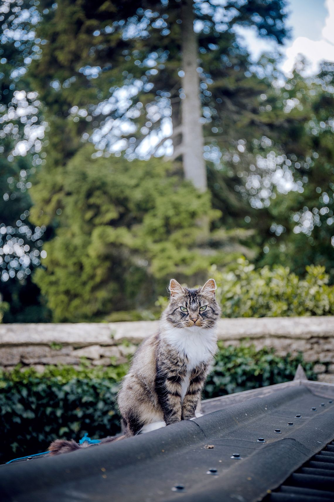 Gray and white cat sitting alertly on wooden surface with trees in background.