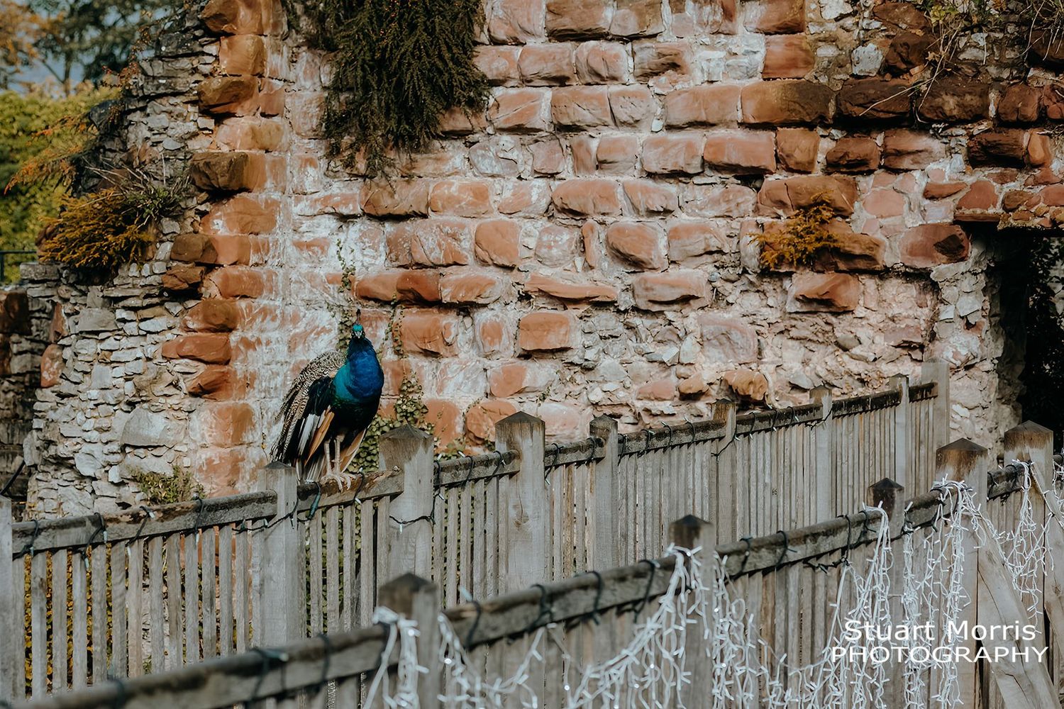 peacock sitting on the wooden bridge. Ruthin castle wedding photographer. Stuart Morris Photography