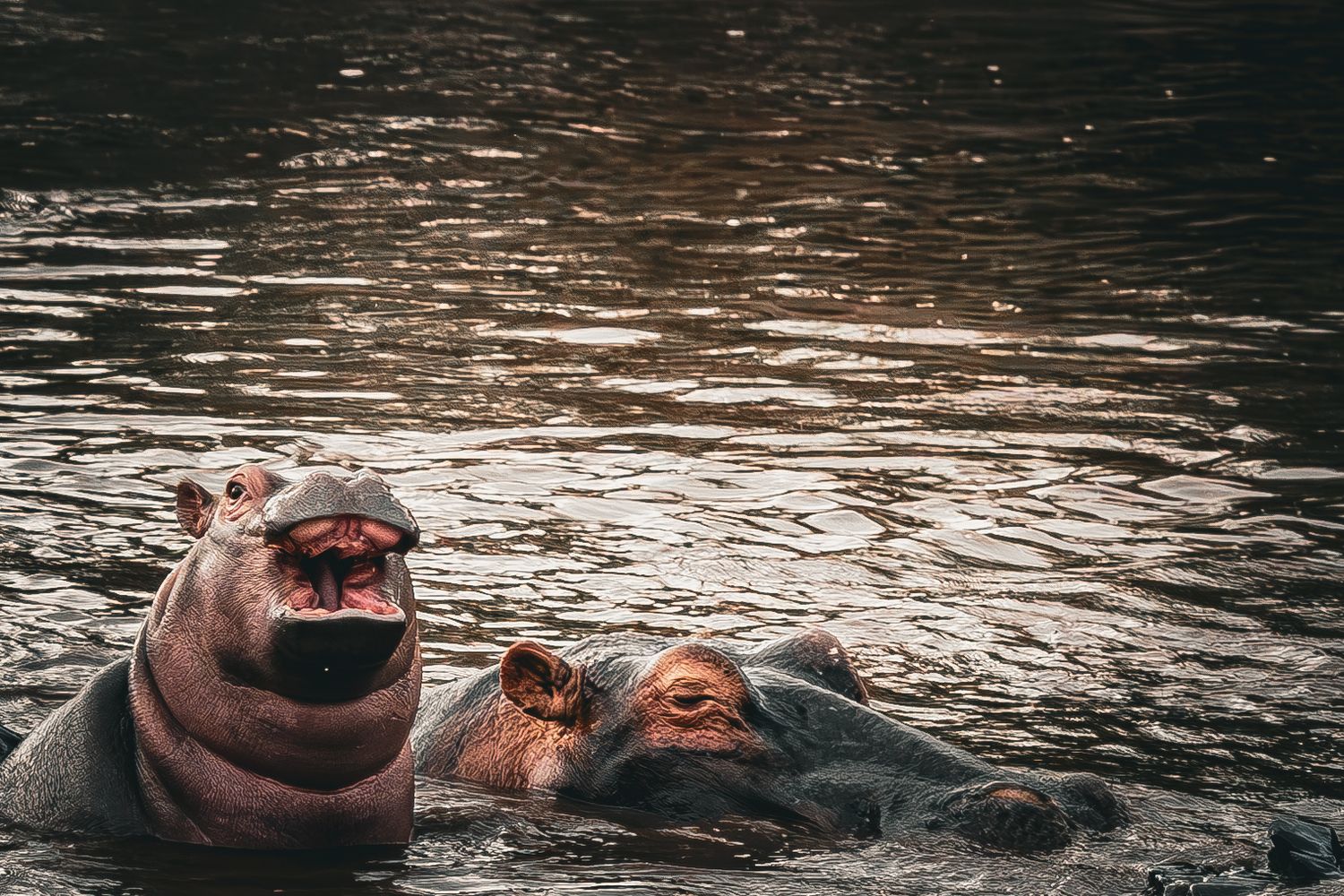 Hippo and calf at Serengeti National Park Tanzania