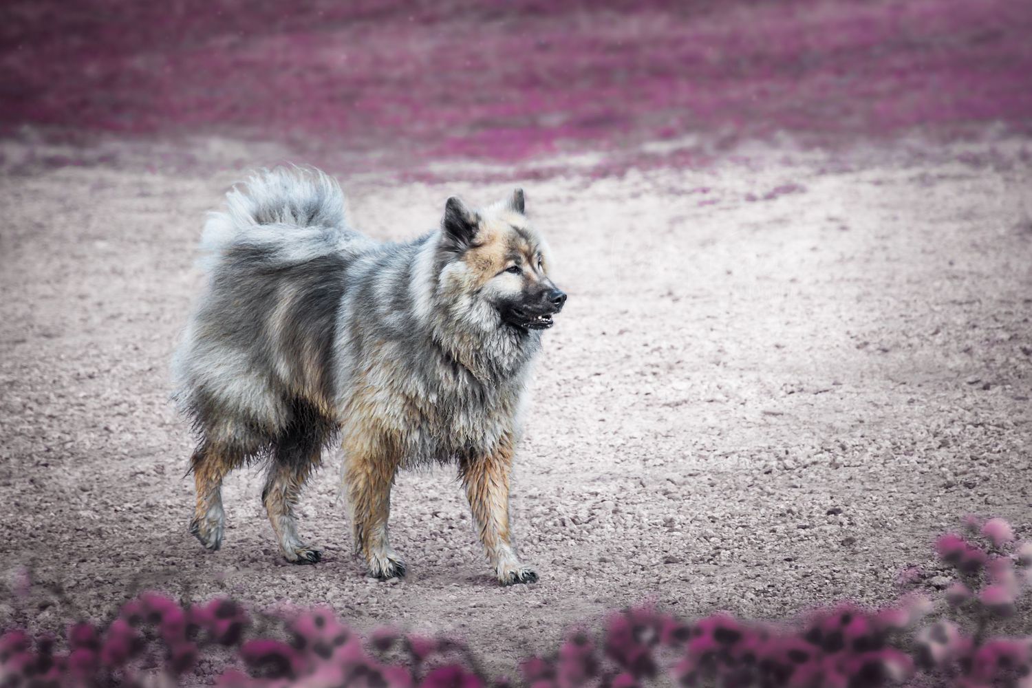 Fotografia canina