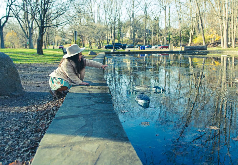 ducks in a pond