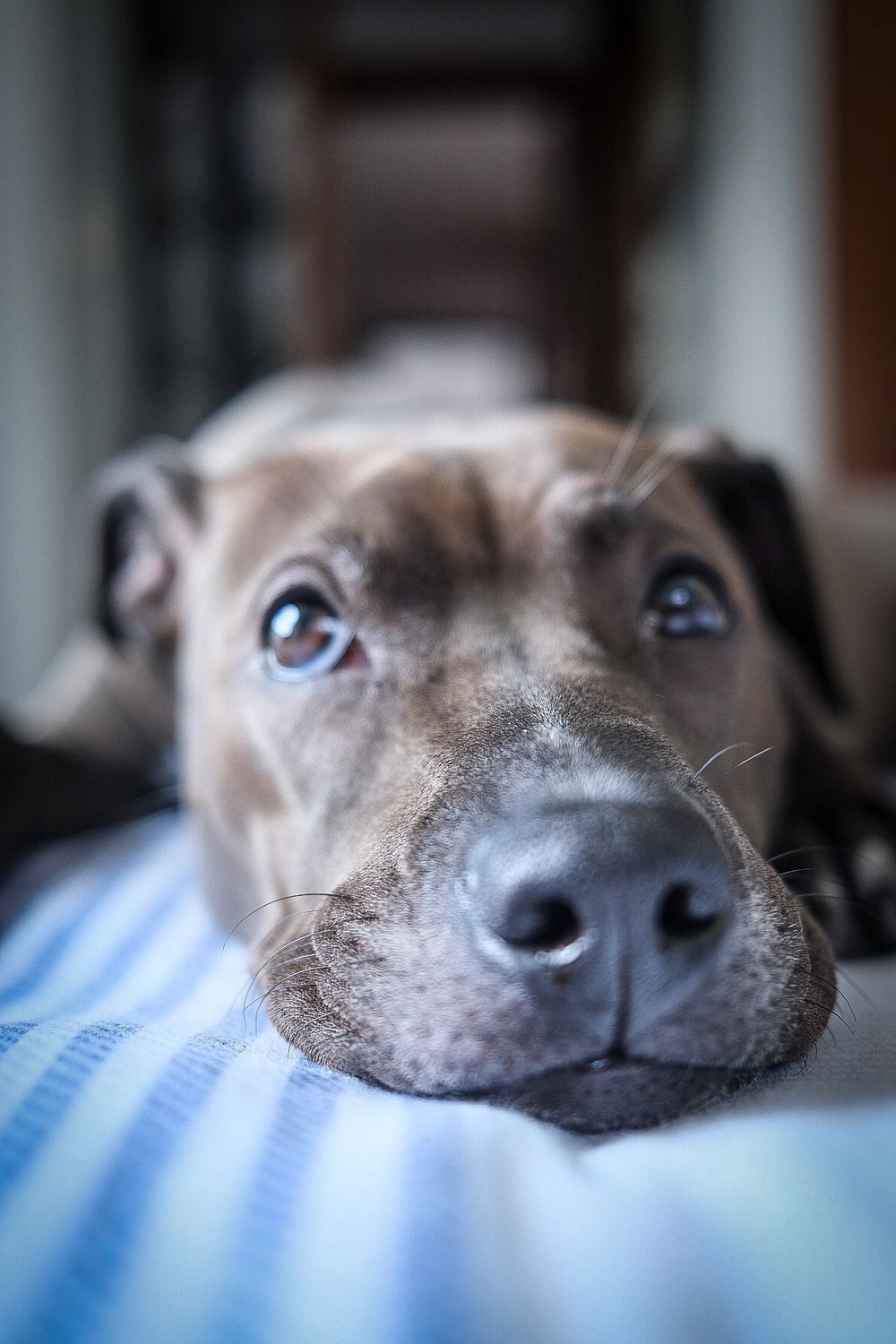 Close-up of a brindle pit bull puppy resting its chin on a blue striped surface with soulful eyes.
