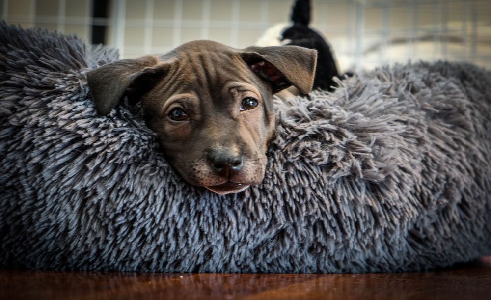 Adorable brindle pit bull puppy snuggled into a fluffy gray dog bed looking at the camera.