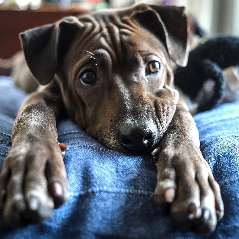Young brindle pit bull puppy resting paws on denim jeans looking up with expressive eyes.