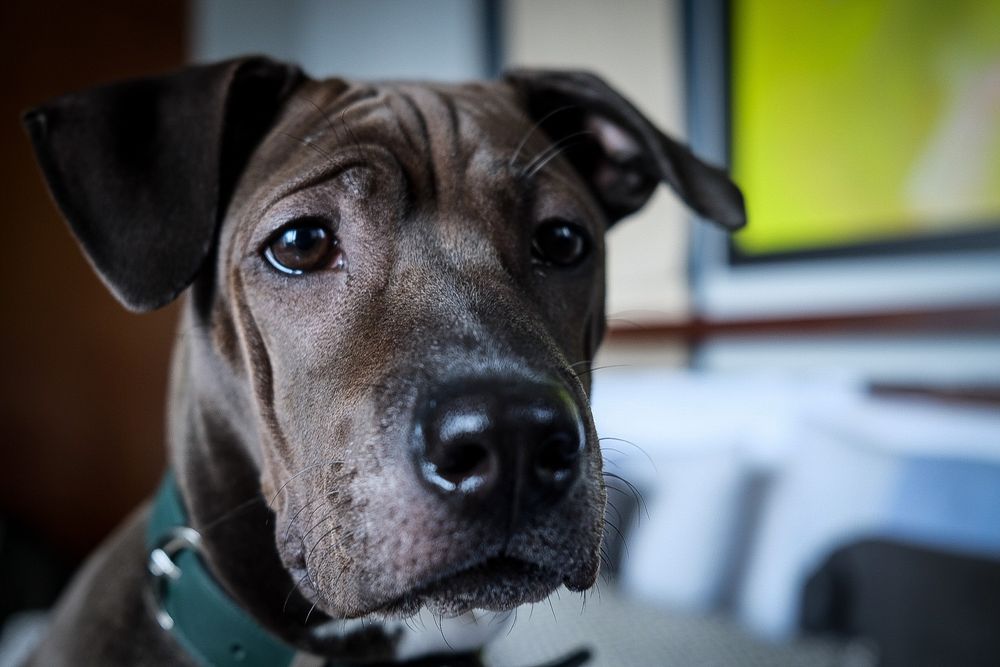 Close-up portrait of a young brindle pit bull dog wearing a green collar with a soft gaze.