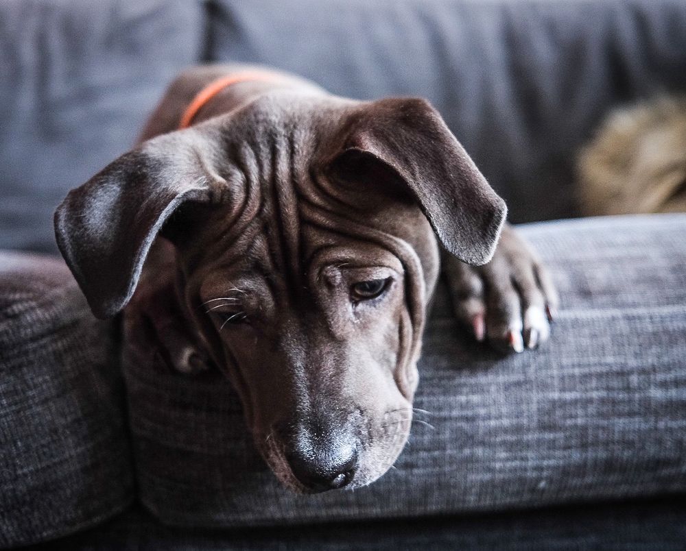 Wrinkly gray puppy resting its head on a gray sofa cushion with a sad expression.