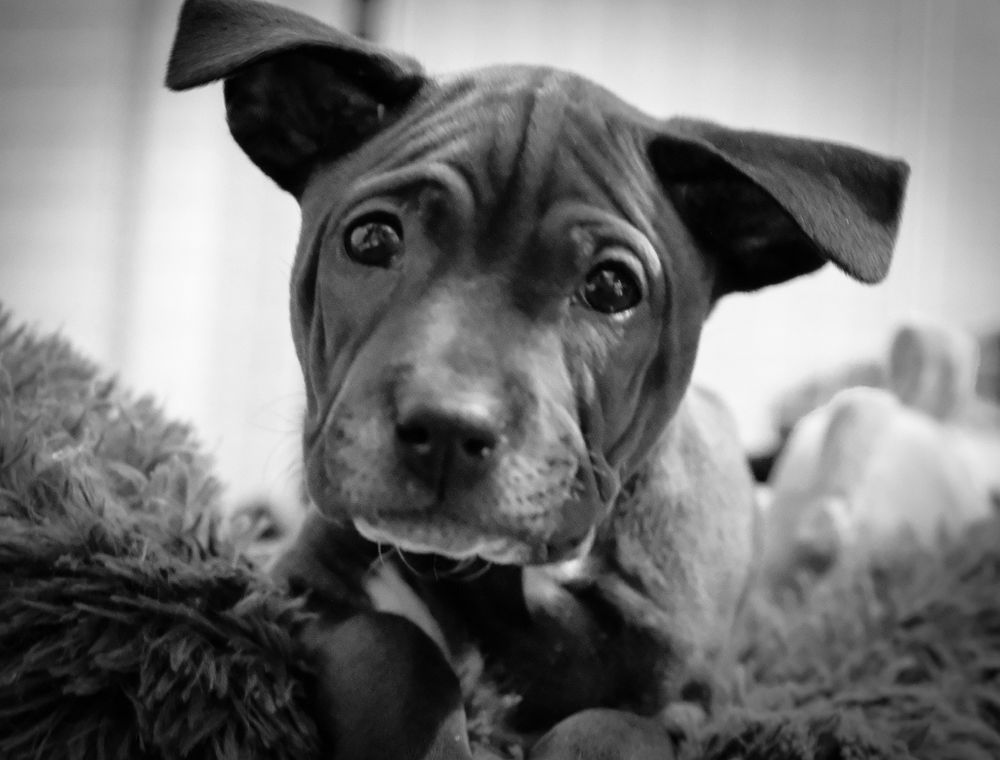 Black and white portrait of a brindle pit bull puppy with floppy ears resting on a fluffy surface.