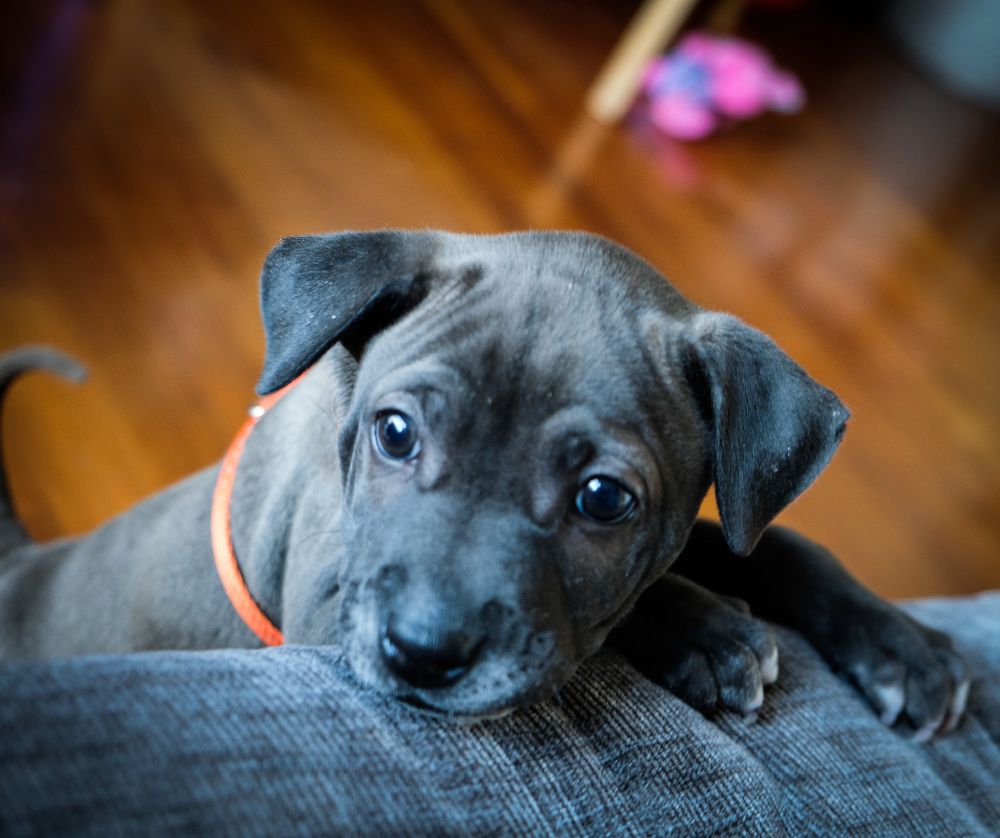 Cute blue-gray puppy with orange collar lying on a gray surface indoors.