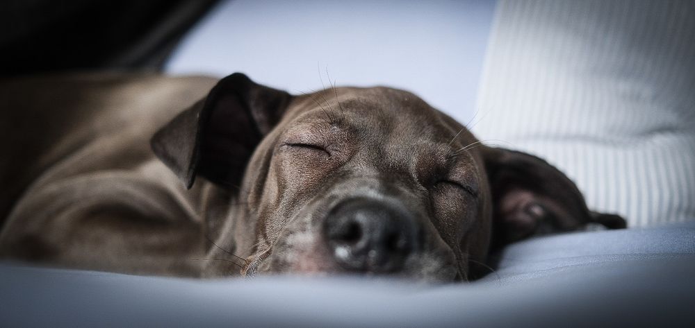 Adorable gray puppy sleeping peacefully on a white surface with eyes closed.