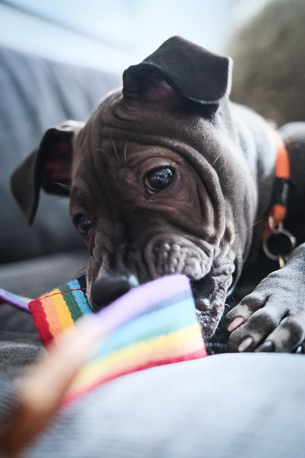 Wrinkly gray puppy chewing on a colorful rainbow toy while relaxing on a couch.