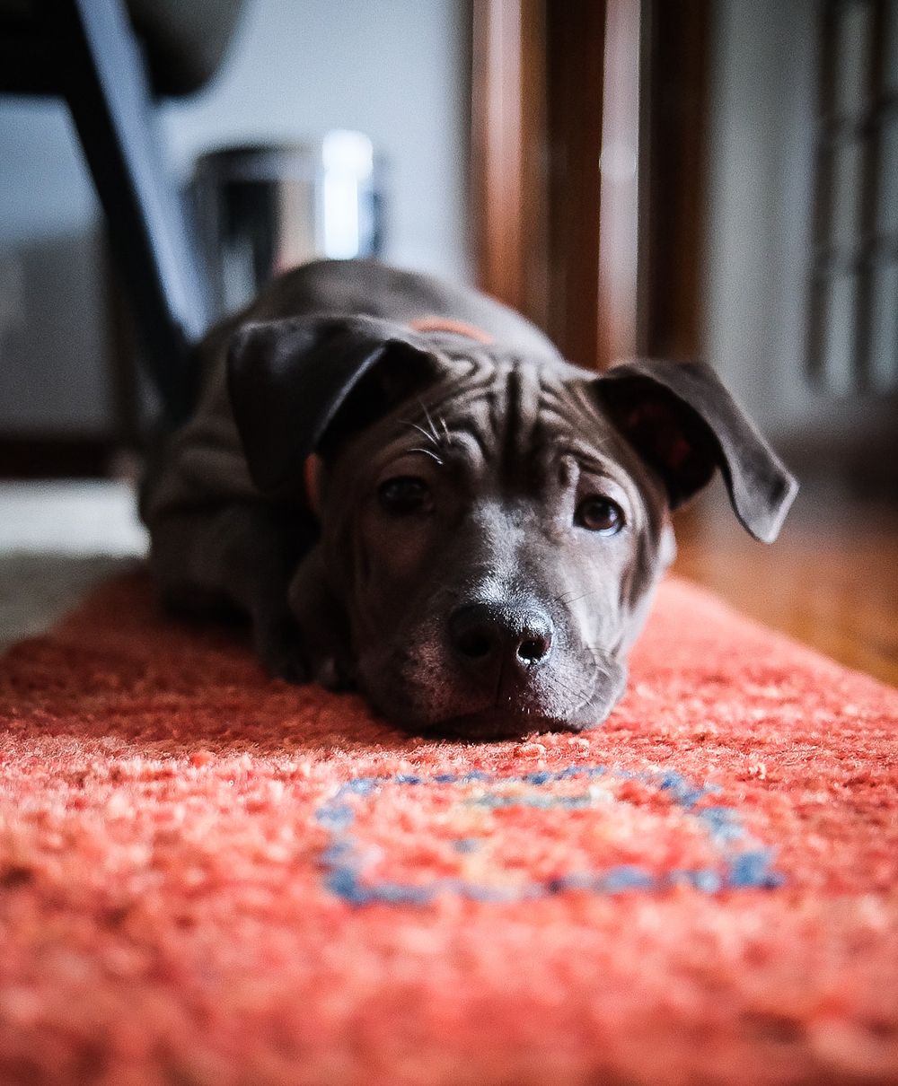 Gray wrinkly puppy lying flat on a red patterned rug looking at camera.