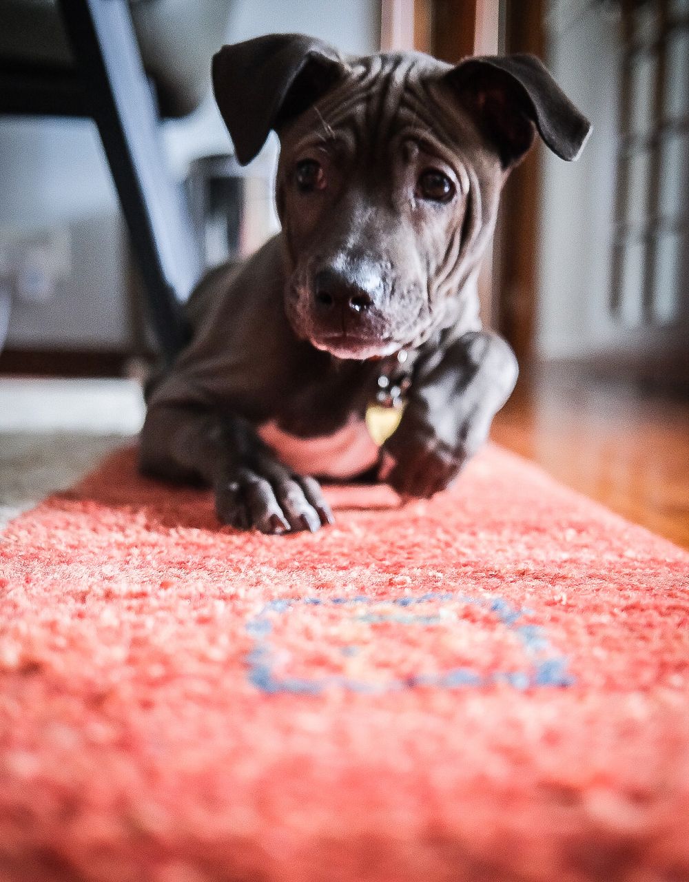 Gray puppy with dog tag lying on a red rug looking curiously at camera.